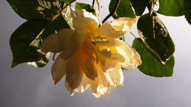 yellow-rose-671412_1920